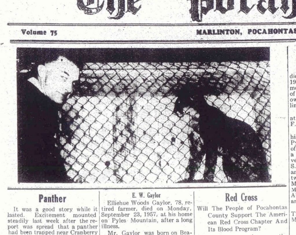 Newspaper article about the Panther Hoax
